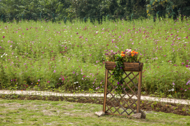 重庆巴南花木世界园林满山盛开的鲜花