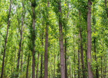 夏季明亮光线中的白杨树