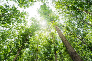 夏季明亮光线中的白杨树