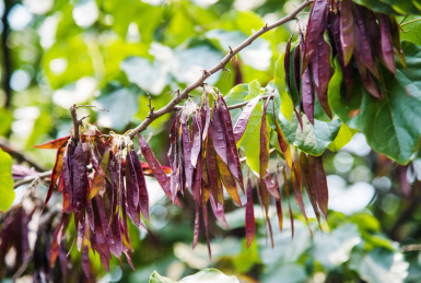 紫荆的荚果特写