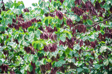 紫荆的荚果特写