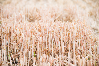 小麦收割后的麦茬地