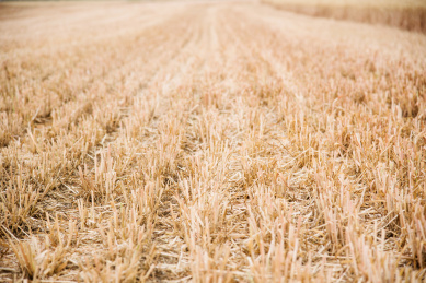 小麦收割后的麦茬地