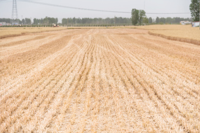 小麦收割后的麦茬地