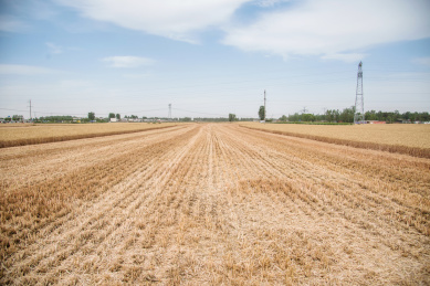 小麦收割后的麦茬地