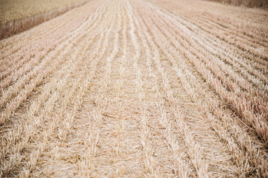 小麦收割后的麦茬地