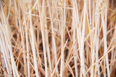 成熟的小麦秸秆特写