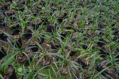 营养杯基质栽培的兰花幼苗