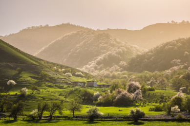 中国新疆大西沟吐尔根杏花