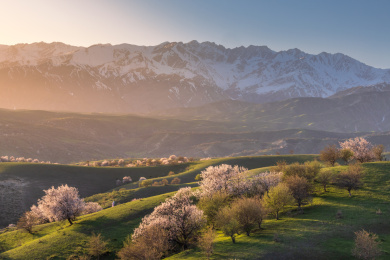 中国新疆大西沟吐尔根杏花
