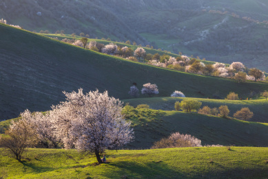 中国新疆大西沟吐尔根杏花
