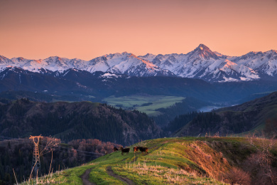 中国新疆大西沟吐尔根杏花