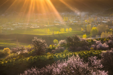 中国新疆大西沟吐尔根杏花