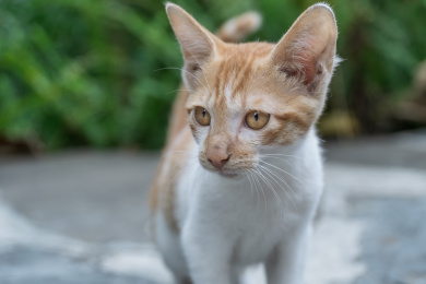 户外的小猫