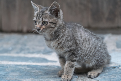 户外的小猫