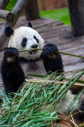 吃竹子的大熊猫 
