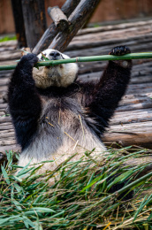 吃竹子的大熊猫 