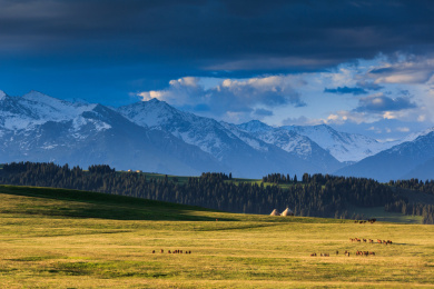 夏季的中国新疆喀拉峻草原