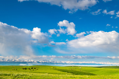 中国新疆伊犁夏季草原