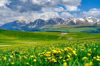 中国新疆伊犁夏季草原