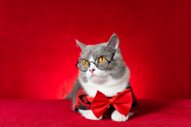 穿着格子衣服戴着蝴蝶结和眼镜的萌宠英短猫