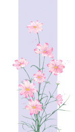 格桑花水彩插画