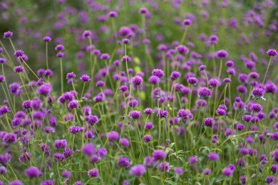一大片紫红色马鞭草花