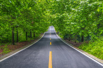 森林公园里的公路