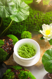 龙井茶茶叶冲泡