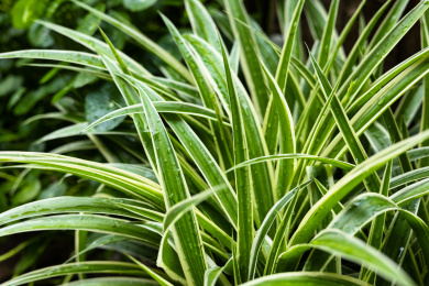 观叶植物吊兰 