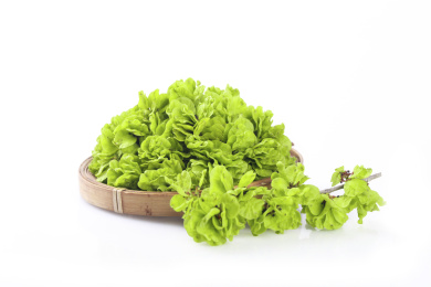 白底上摆放着一盘榆钱叶