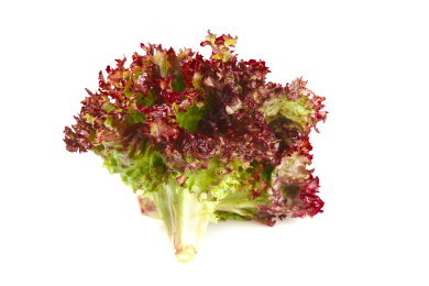 白底上的罗莎红生菜