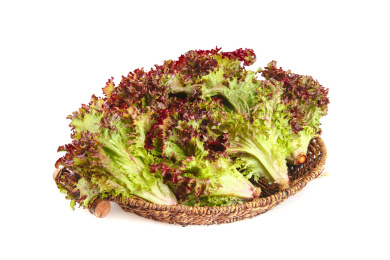 一篮紫叶生菜 蔬菜