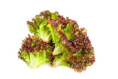 白底上的紫叶生菜 蔬菜