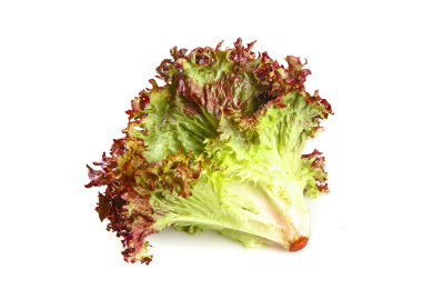 白底上的罗莎红生菜