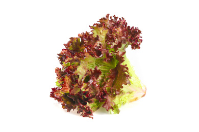 白底上的罗莎红生菜