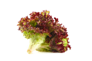 白底上的罗莎红生菜