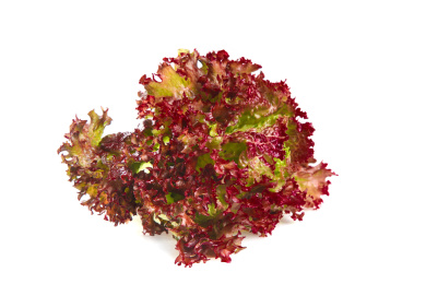 白底上的罗莎红生菜