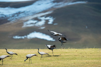 草原上的蓑羽鹤