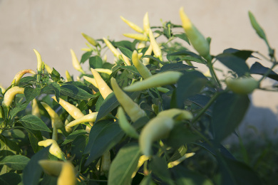 野外生长的朝天椒