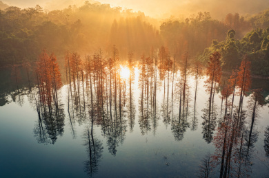 冬日里的广东中山五桂山水杉林
