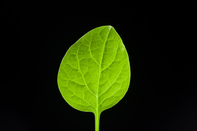 黑色背景上的一片木耳菜叶子