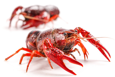 迷你小人 小龙虾 微拍小龙虾 缩微摄影小龙虾 crawfish 黄底 战斗
