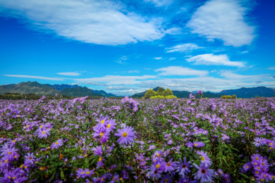  北京昌平九孔桥花海