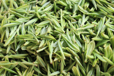 苏州碧螺春茶叶特写