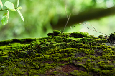 树皮上的绿苔特写