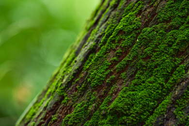 树皮上的绿苔特写