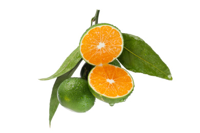 一束新鲜带叶的夏季水果青香桔
