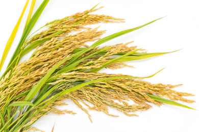 白色背景粮食主题稻谷大米