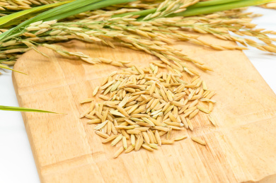 白色背景粮食主题稻谷大米